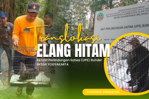 Penyelamatan dan Translokasi Anakan Elang Hitam di TN Gunung Merbabu