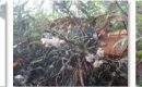 Kekayaan Flora Anggrek di Taman Nasional Gunung Merbabu
